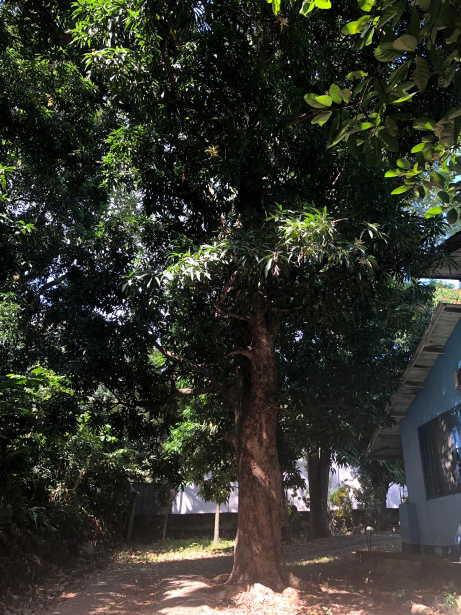 Hostal Juan Lindo San Pedro Sula Kültér fotó
